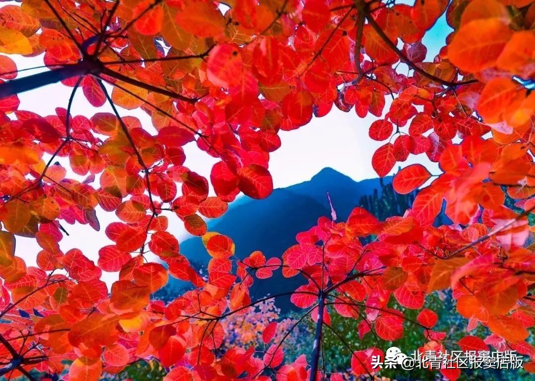 乐游丨周末将至，一起来看壮观红叶、品道口烧*吧鸡**