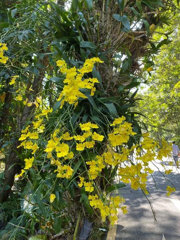 兰花冬季移种如何快速生根,把兰花种树上