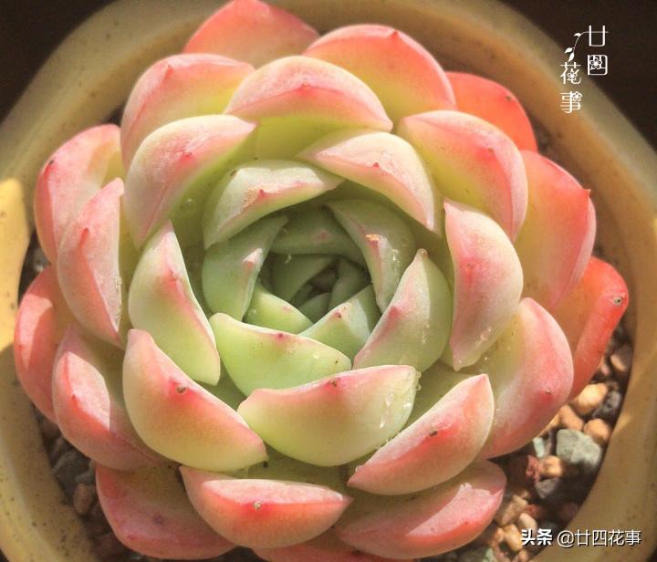 多肉底下叶片发皱浇水后还是一样,多肉叶片干瘪发皱浇水后也不恢复