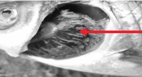 灯鱼鱼鳃病怎么治,鱼的鳃病如何治疗和预防