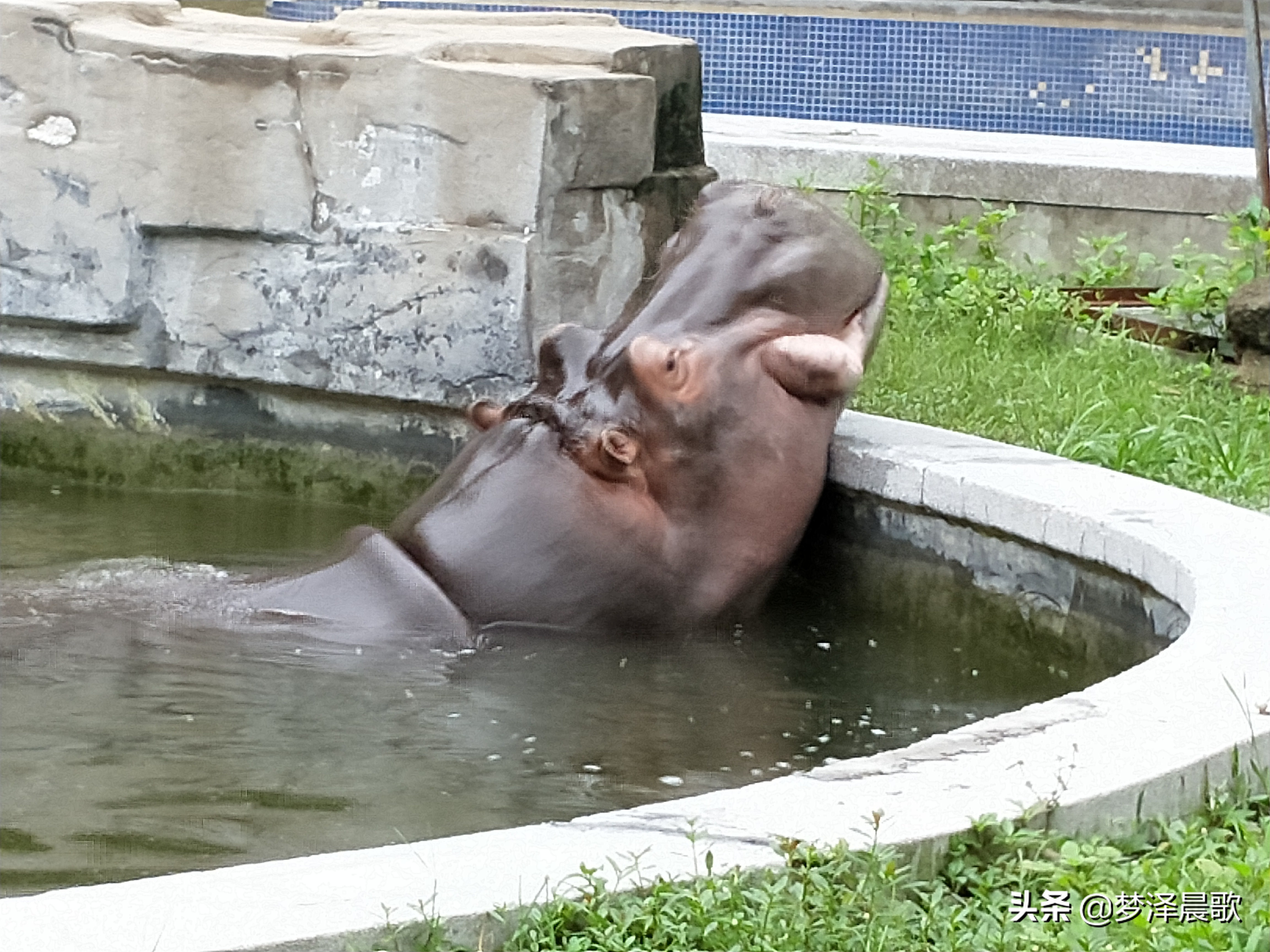 憨憨的河马有多厉害,憨厚的河马
