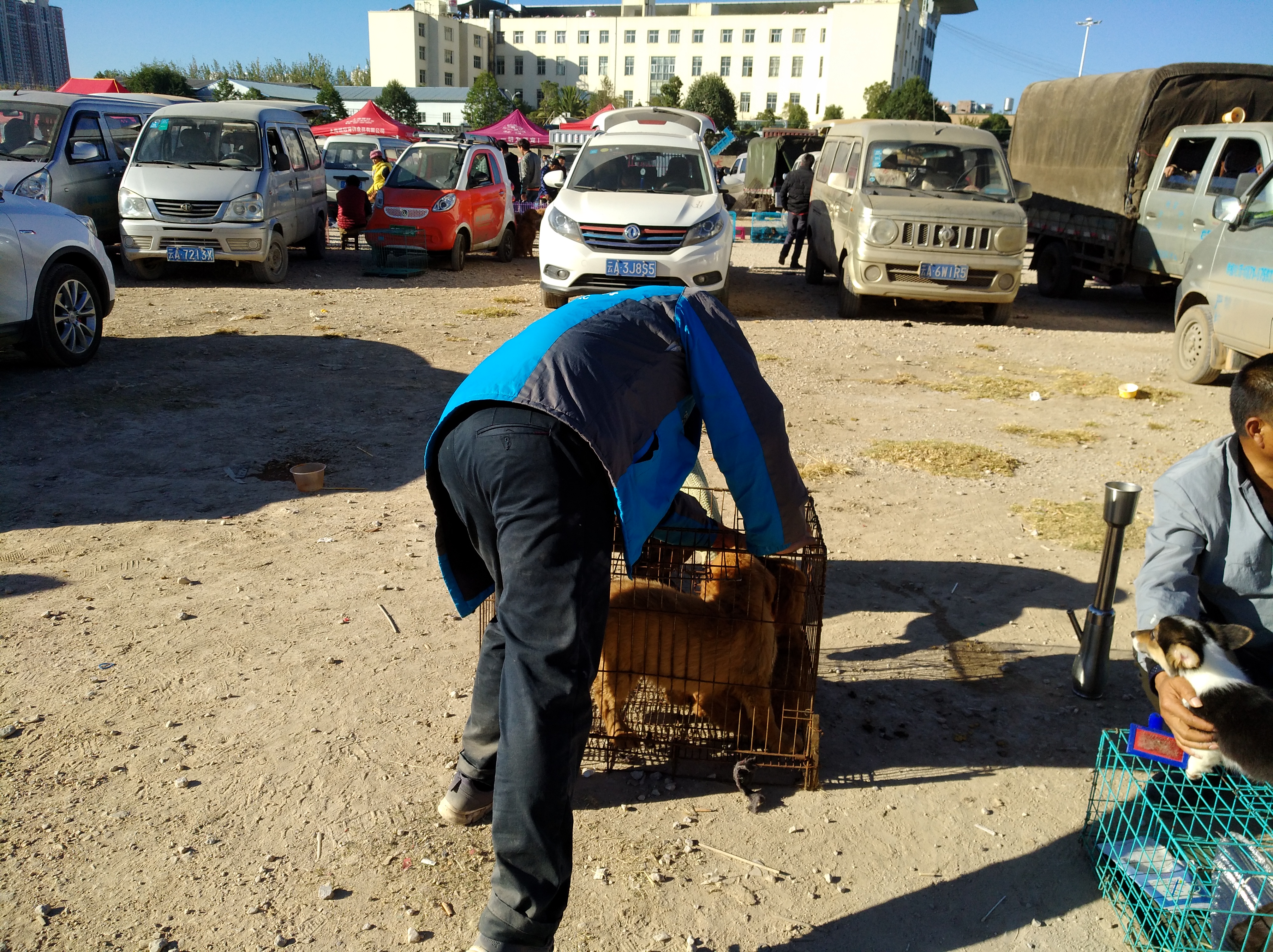 小金毛狗市场300块钱买得到吗,狗市场买只金毛