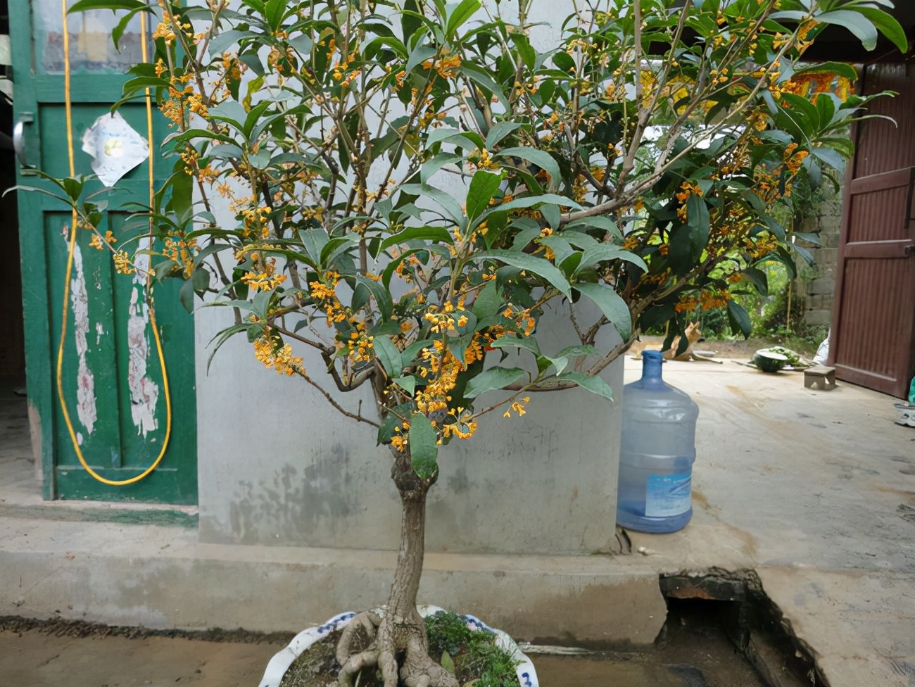 农村后院适合种啥树,家里种哪五种树可以旺家多子多福