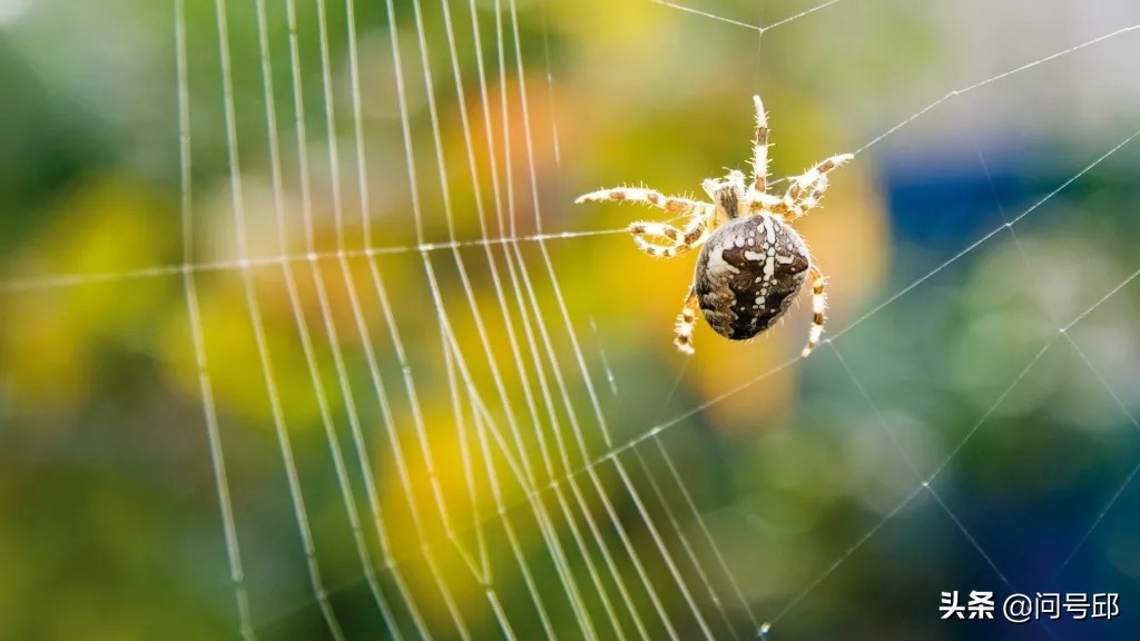 蜘蛛网每一段都一样长吗,蜘蛛网的形状是一样的吗