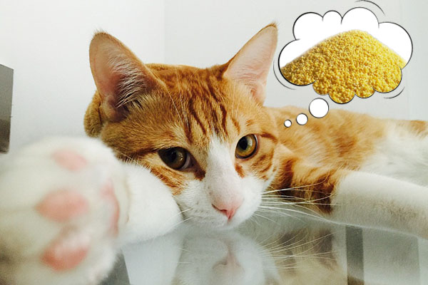 你知道猫几条命吗,猫疥疮的症状及治疗方法