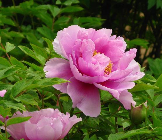 牡丹花的盆栽技术和管理,盆栽牡丹花的春季养殖方法