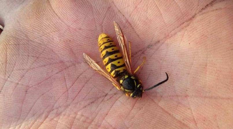 农村人又爱又恨的小昆虫，如今搬上餐桌，真下不去口