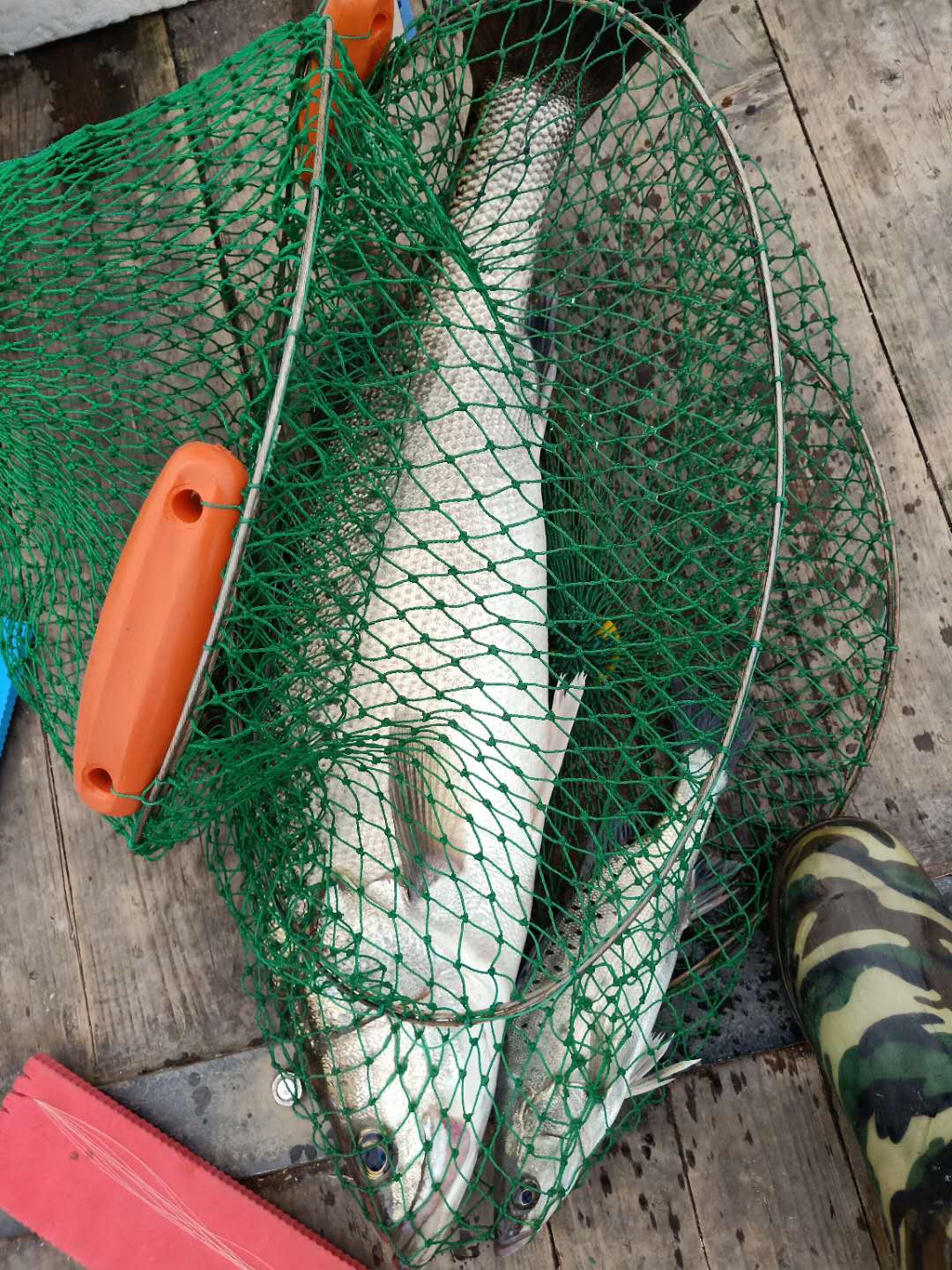 海钓的收获和感觉,海钓的动力有多大