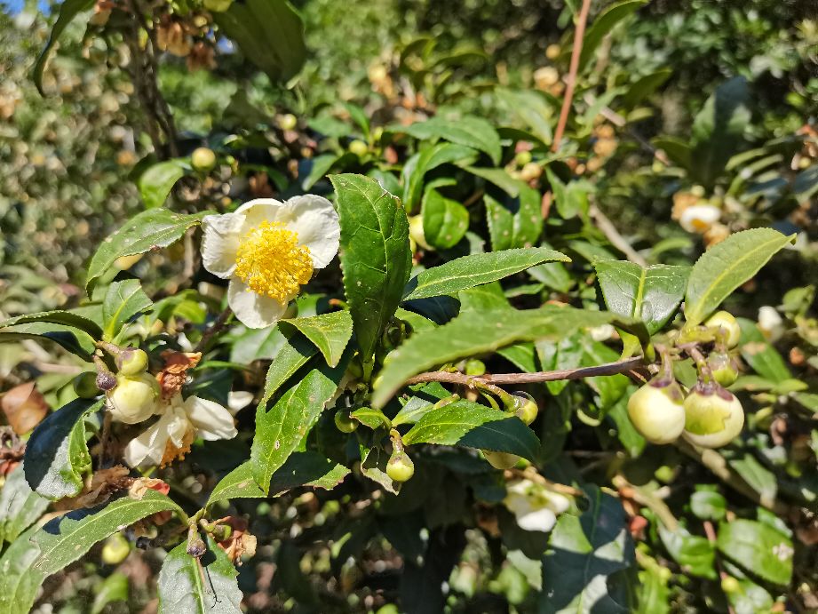 温州瓯海古洞岩景区,温州市瓯海仙岩风景区