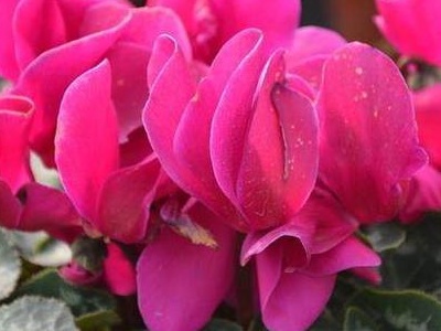 仙客来怎么养殖,如何养殖仙客来