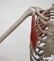 如何让胸大肌放松,怎么能让胸大肌练大