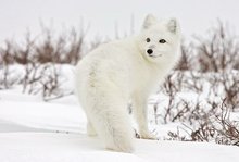 北极狐是什么动物,最壮观的北极狐