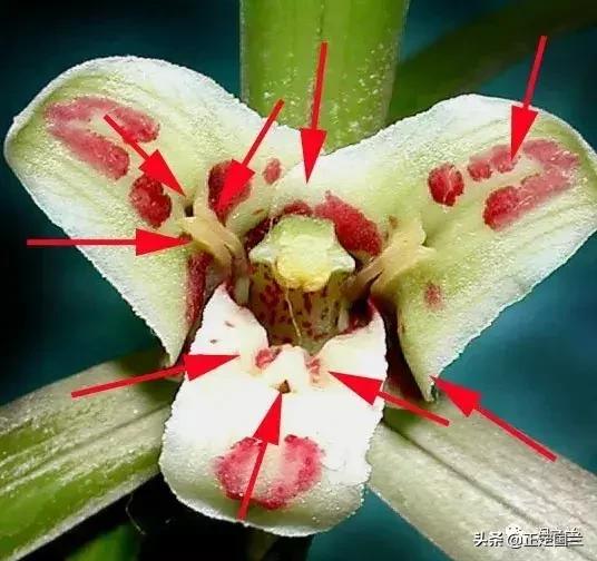 兰花知识大全100种,兰花鉴赏术语100条