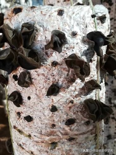 技术创新匠心品质,技术创新深刻改变科研范式