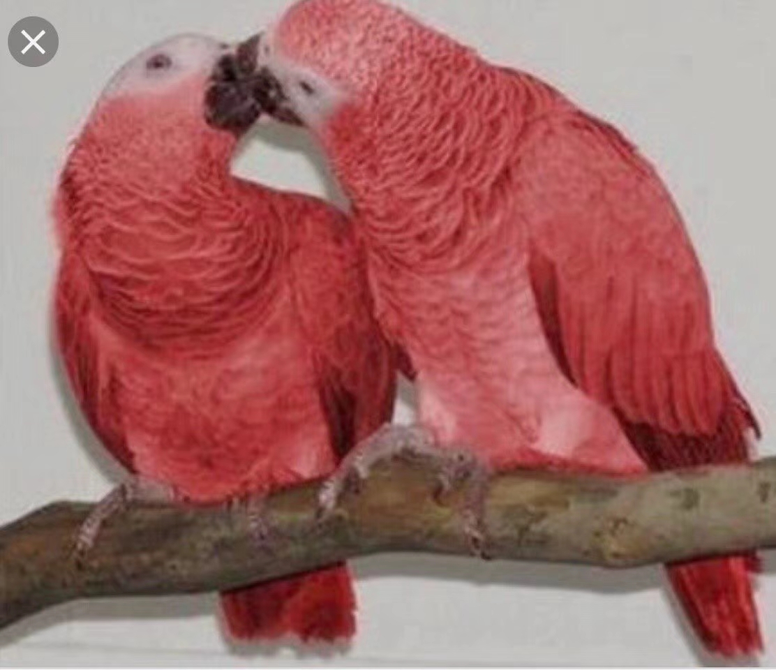 灰鹦鹉有可能过了5年说话吗,灰鹦鹉两个品种有什么不一样