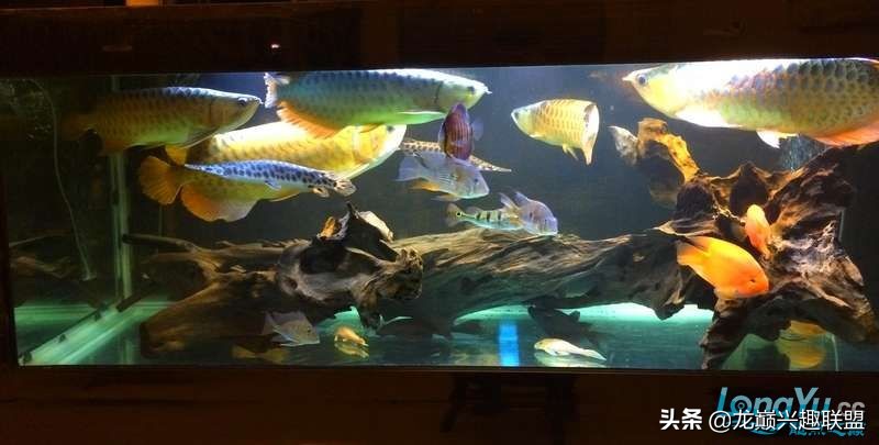 手把手教你做龙鱼最强营养秘方食谱--鲜虾牛肉狮子头,别馋哈