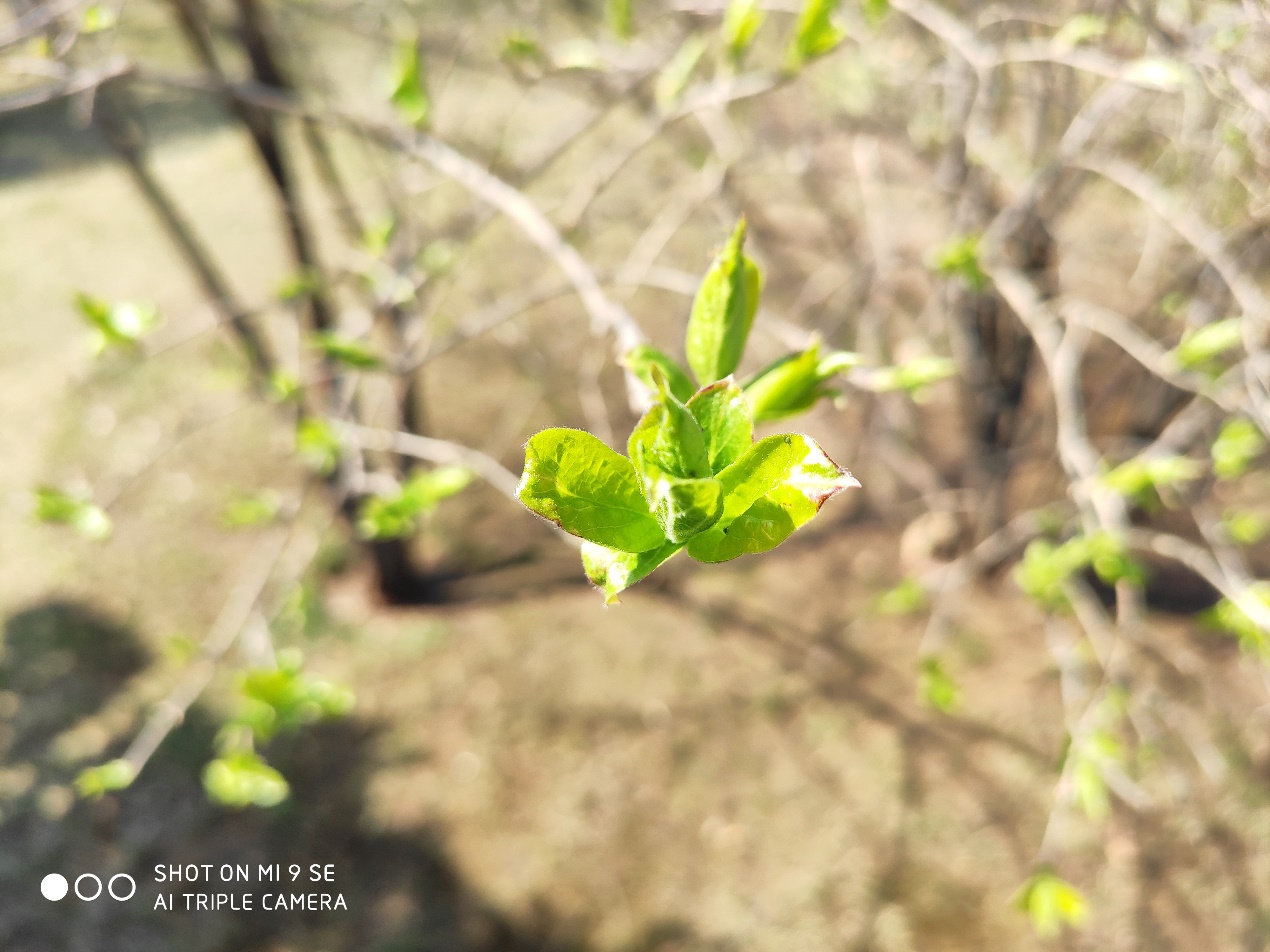 小米9semiui9,小米9se目前值得买吗