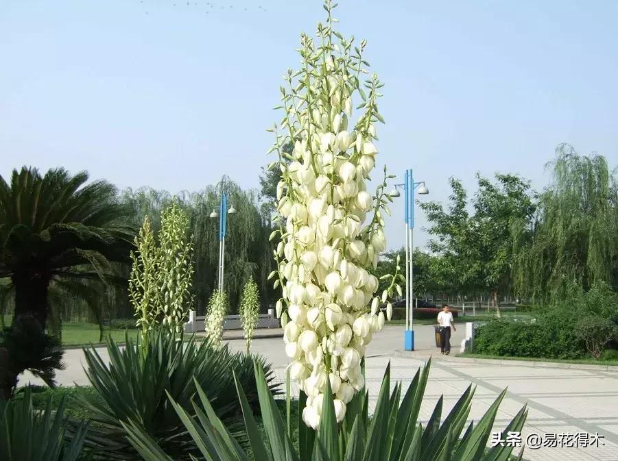 丝兰凤尾兰剑麻就是同一种植物吗,龙舌兰和剑兰的区别图片