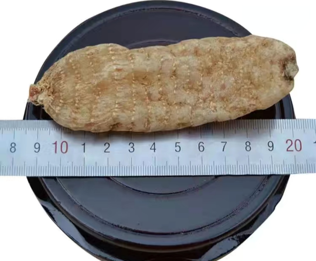 中国最好的野生天麻产地,西藏波密县哪家天麻基地最大