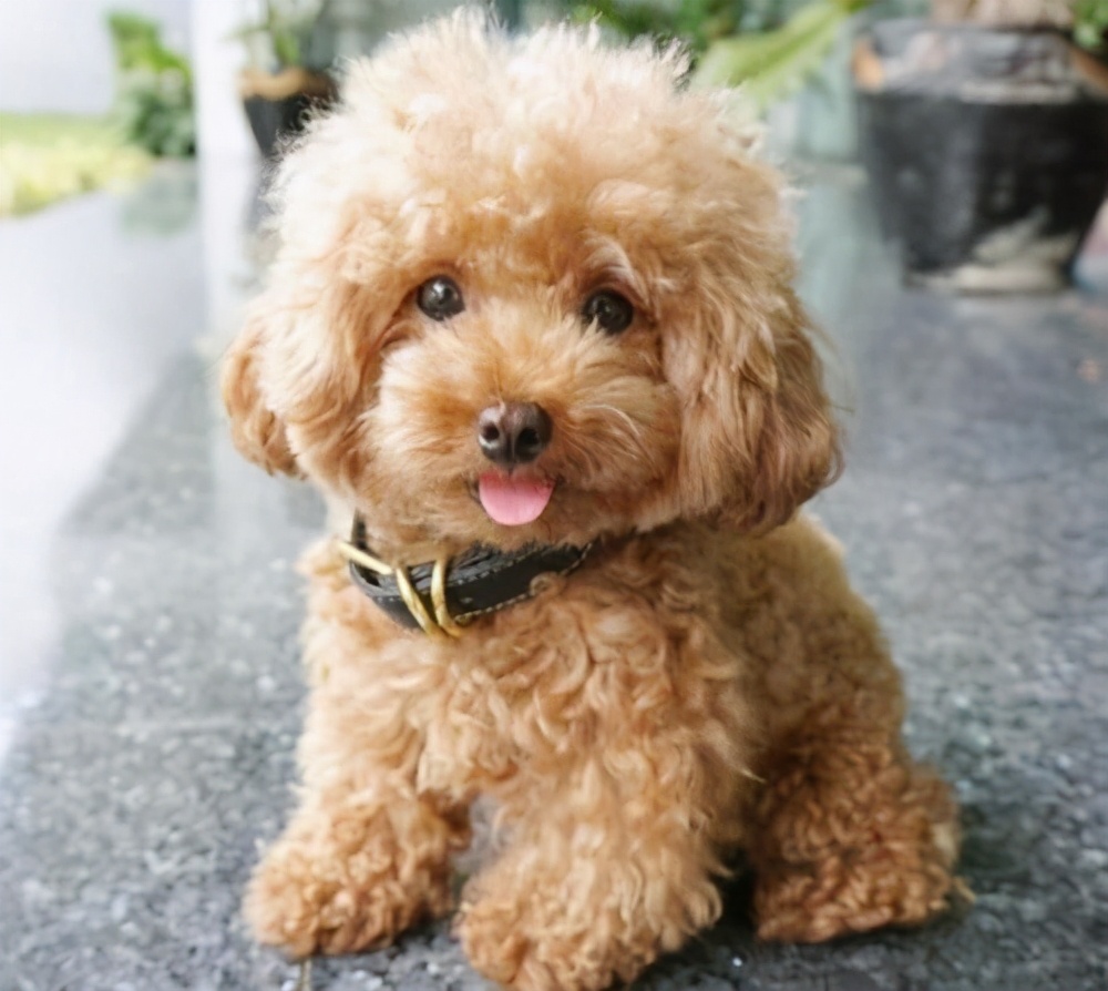 哪种大型宠物犬寿命长好养,寿命长又好养的狗狗有哪些