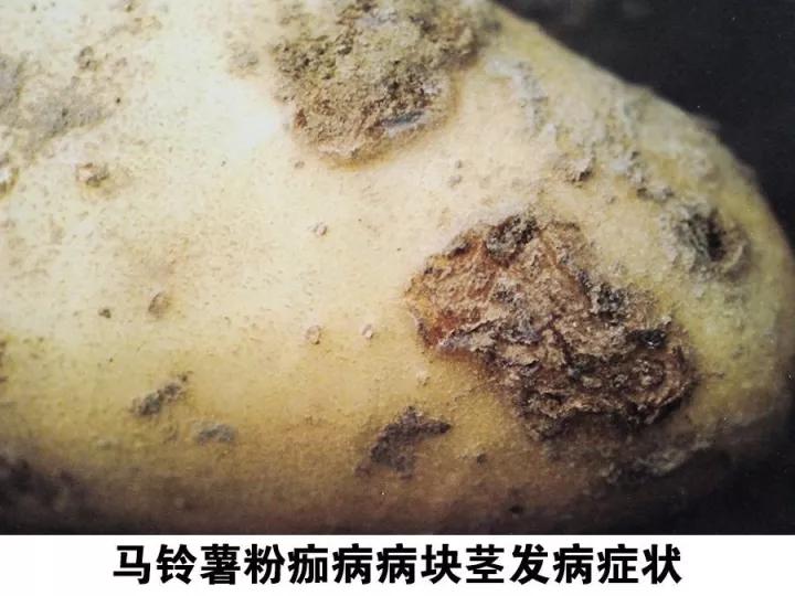 马铃薯的地下害虫有哪些,马铃薯种植技术及病虫害防治