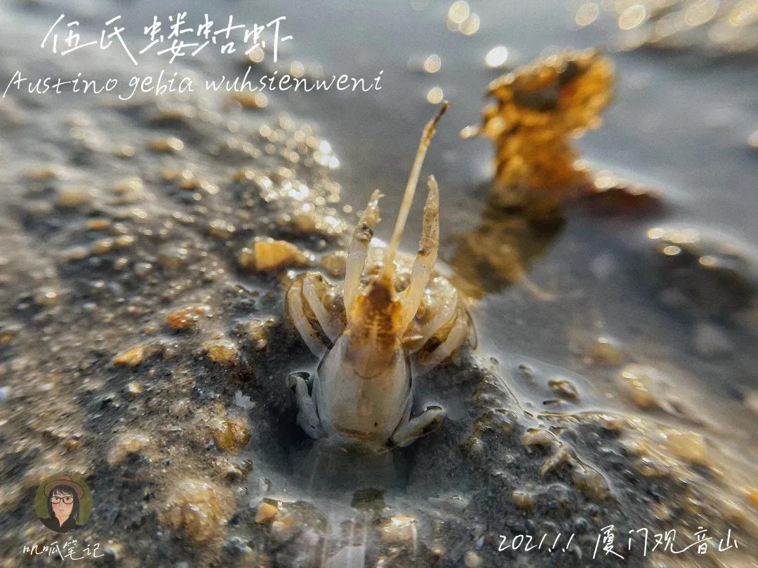 鼓浪屿赶海抓虫,鼓浪屿赶海佛手螺