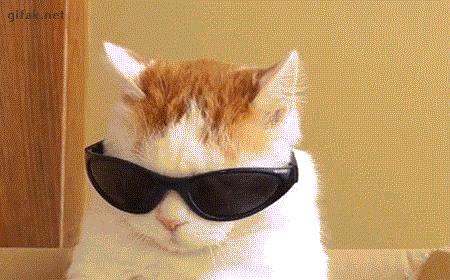 猫砂太臭猫咪还在里面上厕所吗,猫想上厕所没有猫砂怎么办