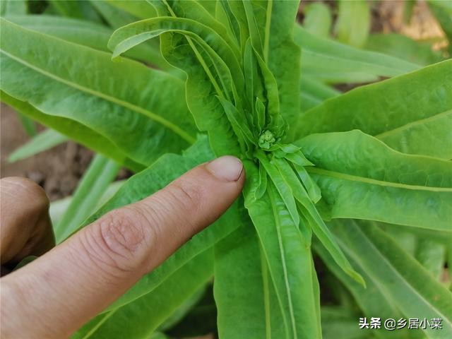 莴笋什么时候采收最好,莴笋采收后怎么延长供应期