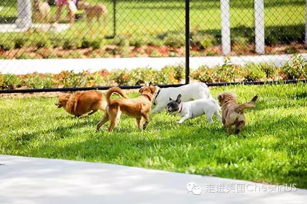 美国家庭都养什么犬,美国人喜欢养什么猛犬