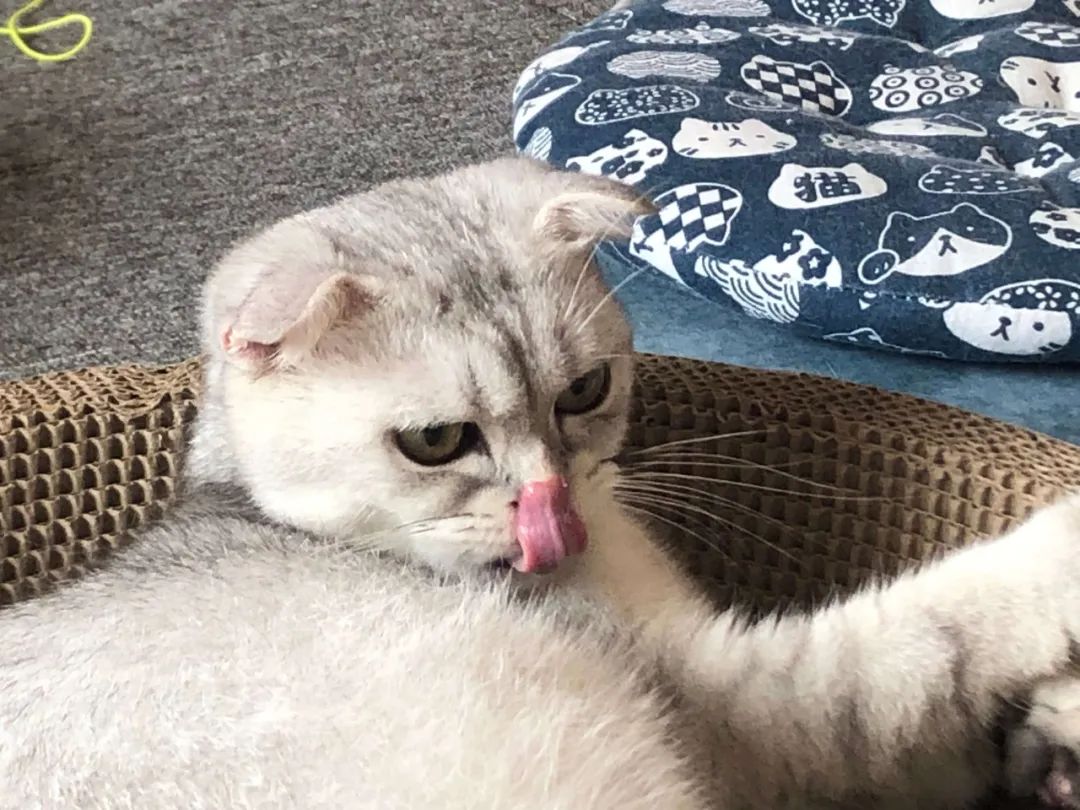 用醋给猫洗澡除跳蚤行不行,给猫除跳蚤猫舔了毛怎么办