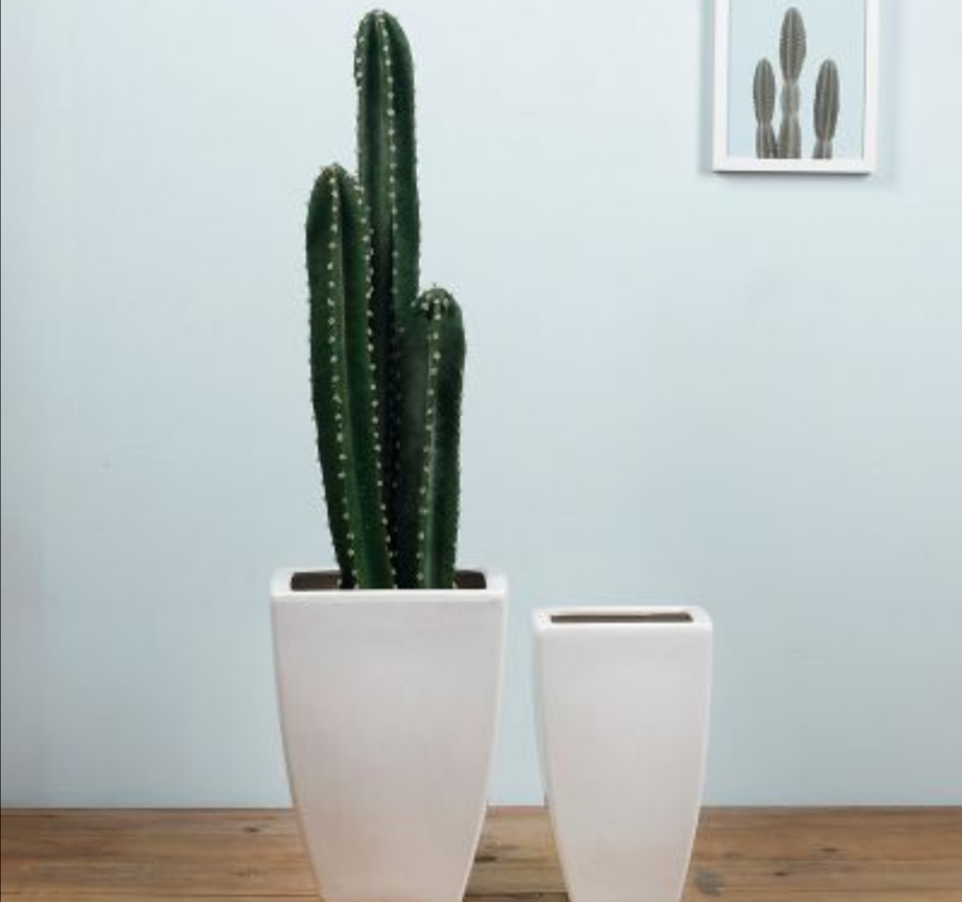 家里养量天尺的好处,量天尺适合什么季节养