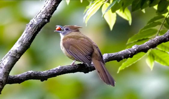 广东常见鸟类图谱和名称图文,东江揽胜鸟类