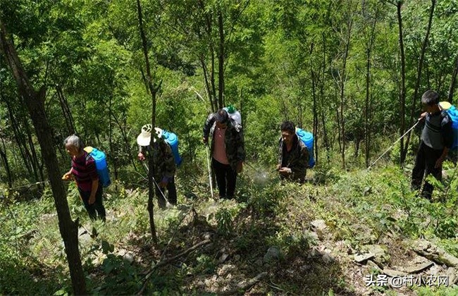 魔芋如何种植才能高产不会烂,种魔芋除草用什么不害魔芋