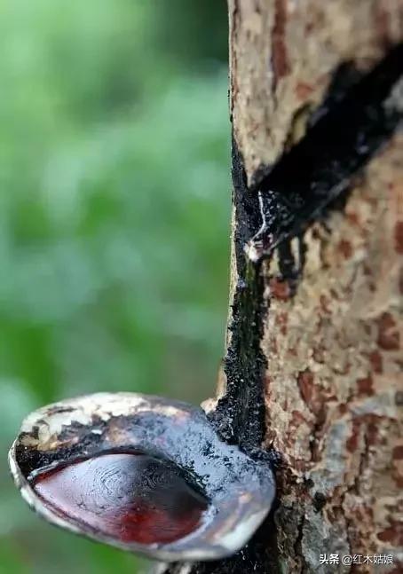 木蜡和蜂蜡的区别,木蜡油和蜂蜡有什么区别