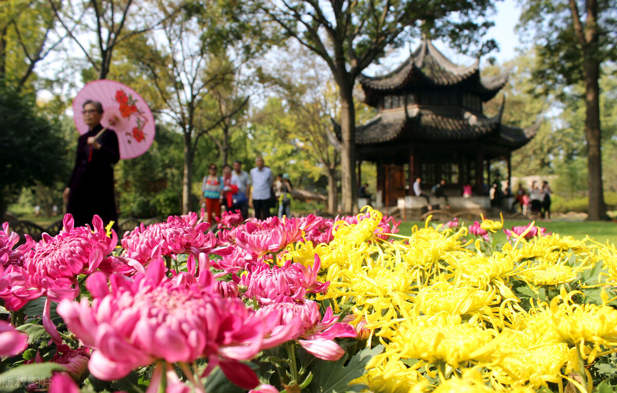 重阳节赏菊正当时，推荐国内这9个地方的赏菊好去处，沉浸式赏花