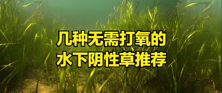 比较好养的阴性水草,阴性水草和阳性水草功能一样的吧