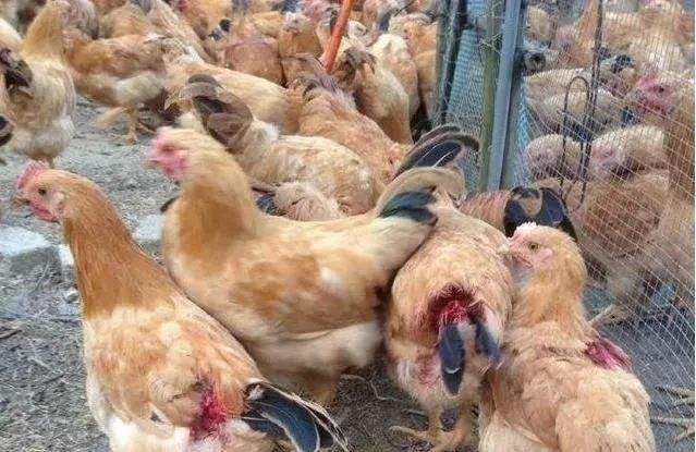 土鸡啄肛是什么原因,土鸡有啄羽癖怎么治