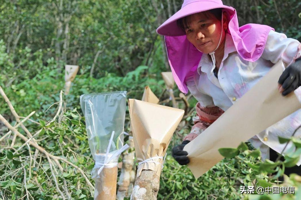 姬松茸撑起“致富伞”，特色产业种出新希望