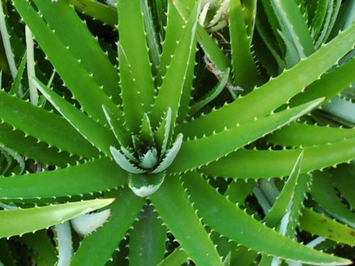 加盟项目受骗,加盟创业可以防止被骗吗