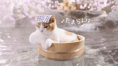 从化毅华温泉二日游,从化毅华河景温泉酒店附近景点