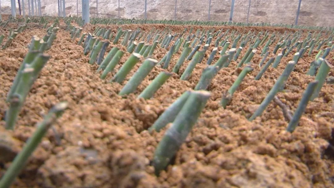 紫金最穷村,紫金县穷吗