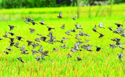 田间麻雀多怎么办,秋收时麻雀太多怎么办