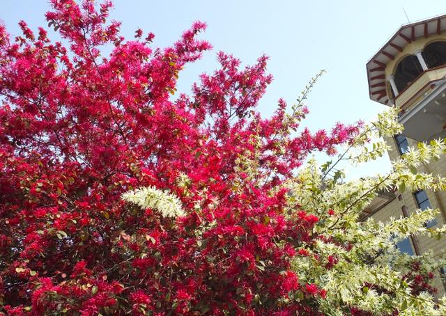 红花檵木的养护方法照片,常见与红花檵木搭配的绿色植物