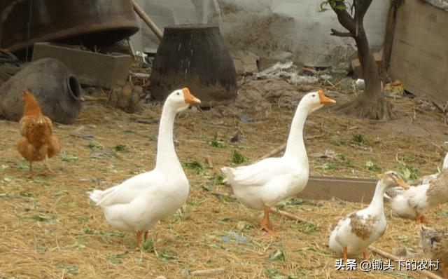 在农村霍乱为鹅禽的常见病,从病原到防治,为您剖析