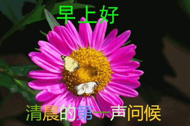 最新微信早安问候图片大全,最美早安问候动态表情图片大全