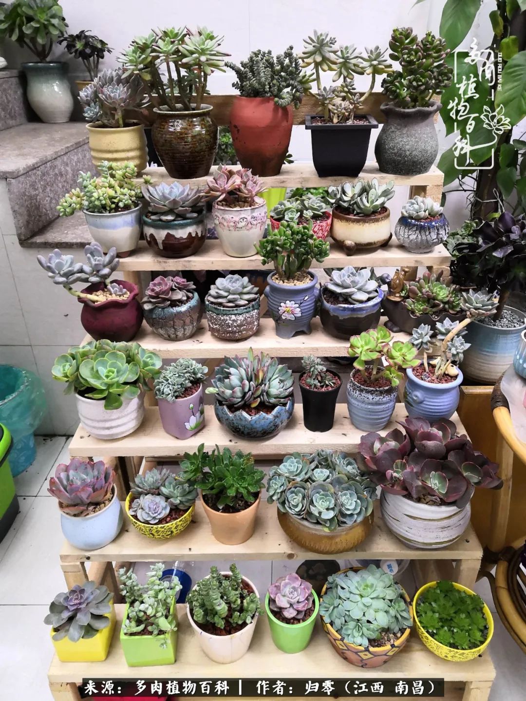 人生转个弯,在小院遇见落入凡间的多肉小精灵