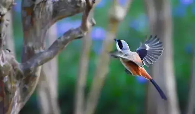 伯劳鸟饲养,没睁眼的伯劳怎样饲养