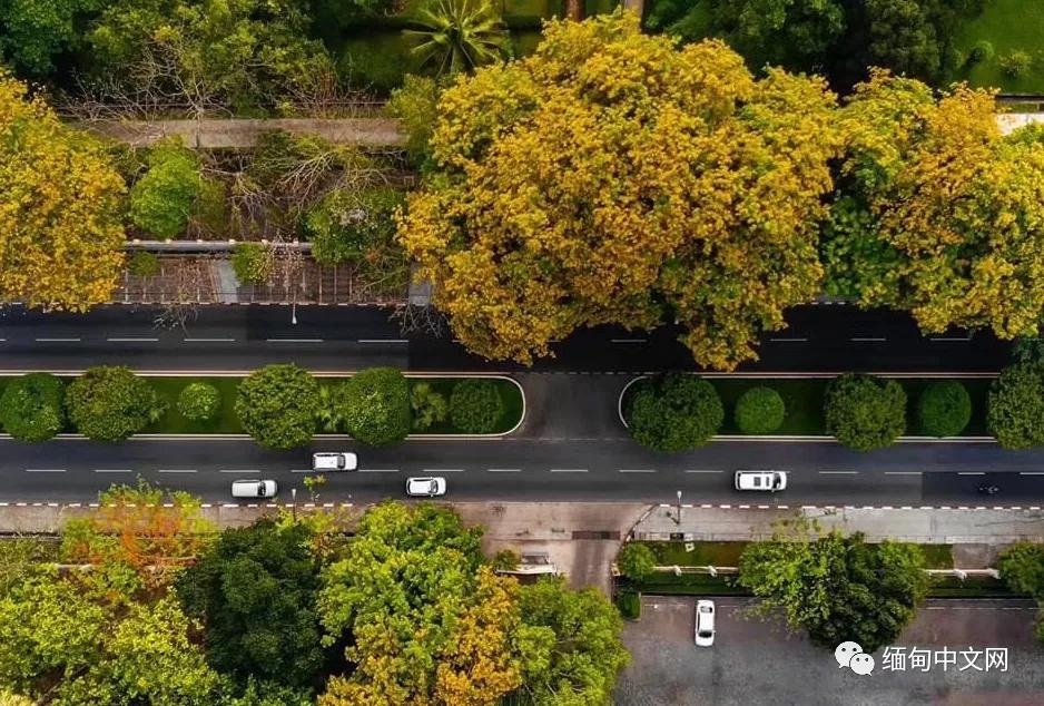紫檀花开独一无二,紫檀花开了视频