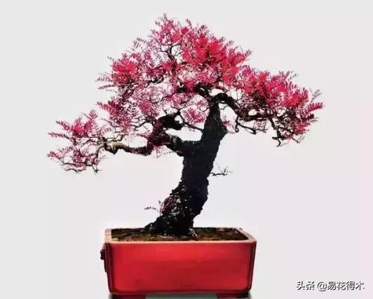 清香木盆景黄叶掉叶是什么原因,清香木黄叶掉叶如何处理