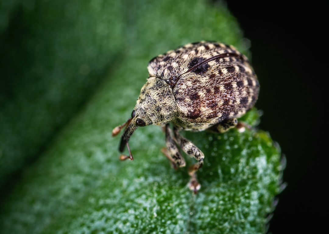 好看的鞘翅目昆虫图片,世界上最罕见的昆虫摄影